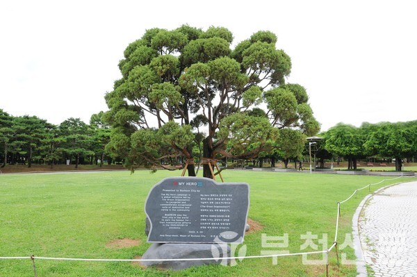 중앙공원에 식수한 마이 히어로 기념 나무