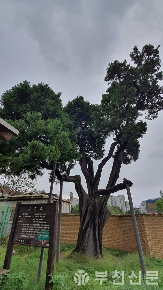 부천시가 천연기념물 지정을 추진중인 수령 500년된 부천 여월동에 있는 측백나무