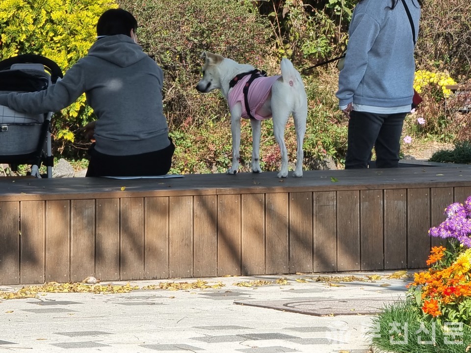 공원 내 입마개를 착용하지 않은 대형견이 유모차를 바라보고 있다.
