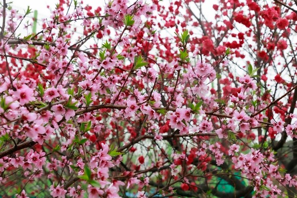 제18회 춘덕산 복숭아꽃축제