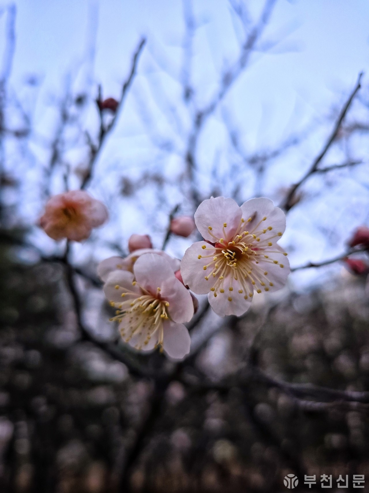 [포토&시] 봄이 오나 봄 (사진 이문희 기자)
