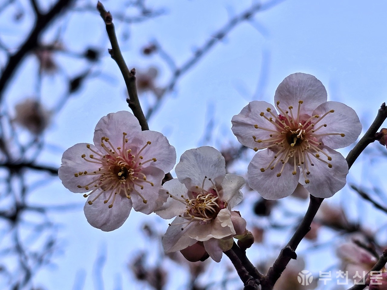 [포토&시] 봄이 오나 봄 (사진 이문희 기자)